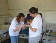 Two volunteers clip a guinea pig's nails while shelter scouting after taking his photo for our website. This increases their chances for adoption.